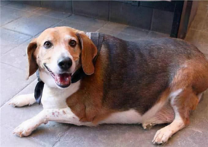 低脂狗粮哪个牌子好?如何挑选低脂狗粮?