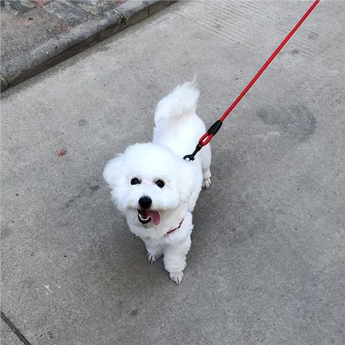 饲养比熊犬,做了这七件事,它会离不开你