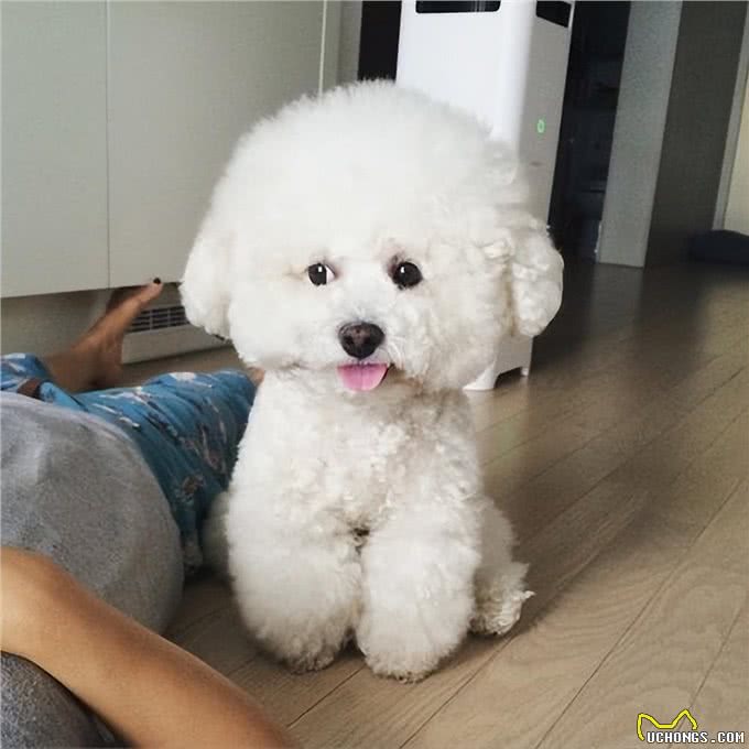 饲养比熊犬,做了这七件事,它会离不开你