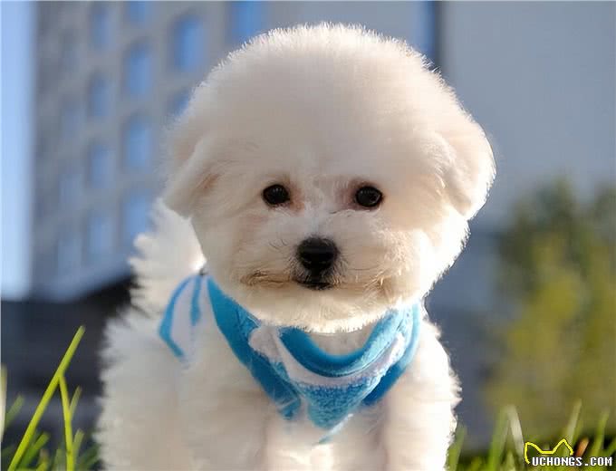 饲养比熊犬,做了这七件事,它会离不开你