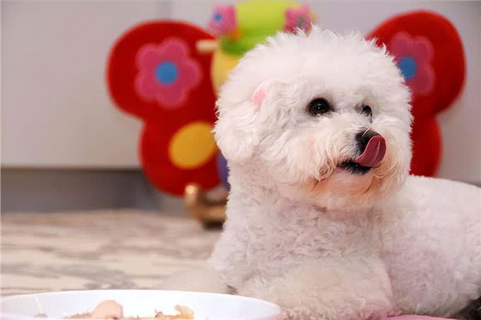 饲养比熊犬,做了这七件事,它会离不开你