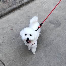 饲养比熊犬，做了这七件事，它会离不开你