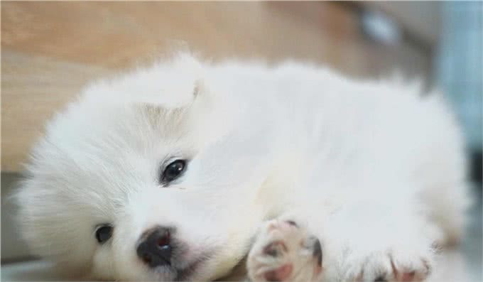 萨摩耶犬精致的五官和丰富的肢体语言充满了奇特的表现能力