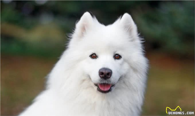 萨摩耶犬精致的五官和丰富的肢体语言充满了奇特的表现能力