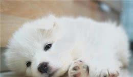 萨摩耶犬精致的五官和丰富的肢体语言充满了奇特的表现能力