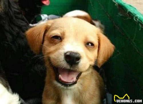 狗狗过得幸福，会有6个表现，根本藏不住