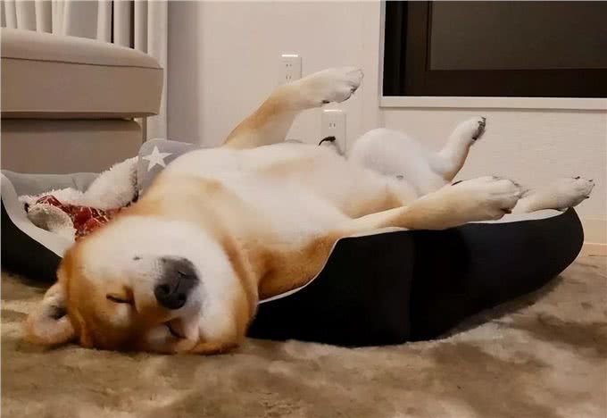 狗狗过得幸福，会有6个表现，根本藏不住