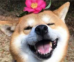 狗狗过得幸福，会有6个表现，根本藏不住