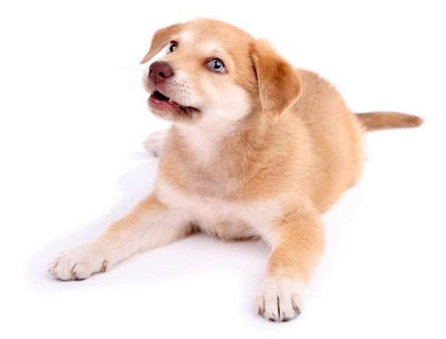 小狗起名字:探寻最好听又霸气的名字,传递正能量