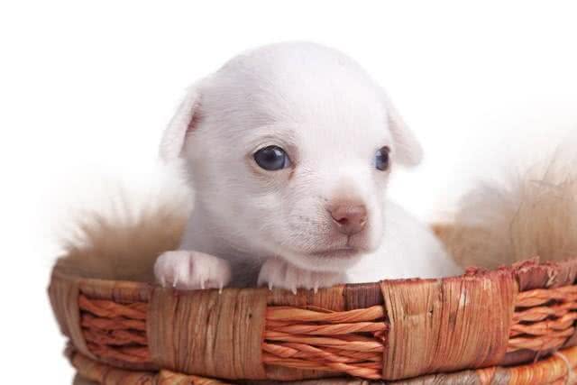 小狗起名字:探寻最好听又霸气的名字,传递正能量