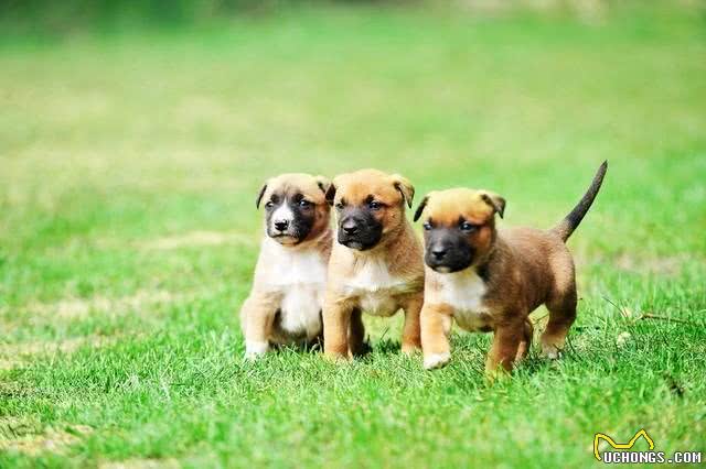 小狗起名字:探寻最好听又霸气的名字，传递正能量