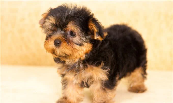 缮宠学堂:为什么你家狗毛色黯淡，不够有光泽呢?有五大原因