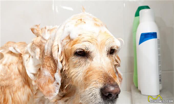 缮宠学堂:为什么你家狗毛色黯淡，不够有光泽呢?有五大原因