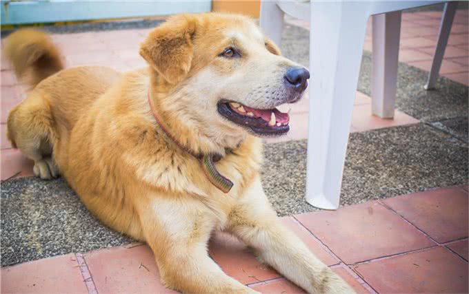 缮宠学堂:为什么你家狗毛色黯淡，不够有光泽呢?有五大原因