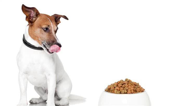 缮宠学堂:为什么你家狗毛色黯淡，不够有光泽呢?有五大原因