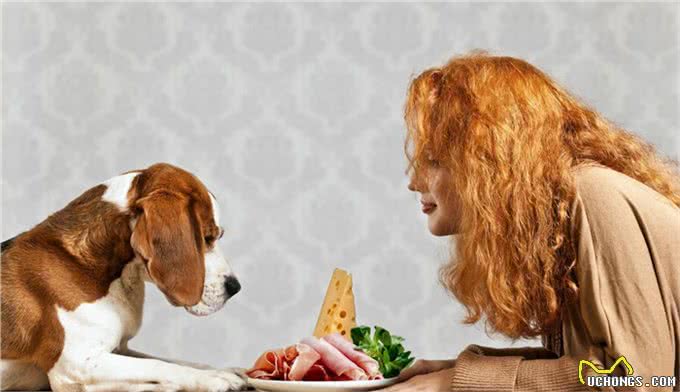 缮宠学堂:为什么你家狗毛色黯淡，不够有光泽呢?有五大原因