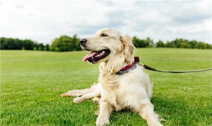 缮宠学堂:为什么你家狗毛色黯淡，不够有光泽呢?有五大原因