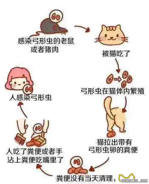 你家里有宠物吗?8岁女孩玩猫狗感染眼弓蛔虫致失明，警惕