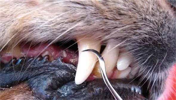 浅谈狗狗有口臭的原因，不是小题大做