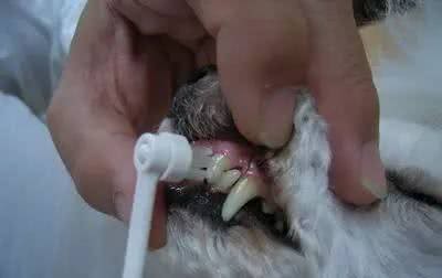 浅谈狗狗有口臭的原因，不是小题大做