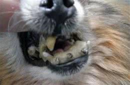 浅谈狗狗有口臭的原因，不是小题大做