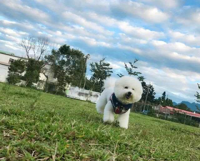 狗狗为什么会咳嗽呢?导致咳嗽的原因是什么，有什么应对措施吗?