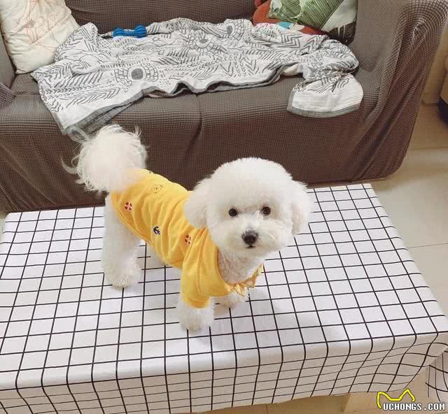 狗狗为什么会咳嗽呢?导致咳嗽的原因是什么，有什么应对措施吗?