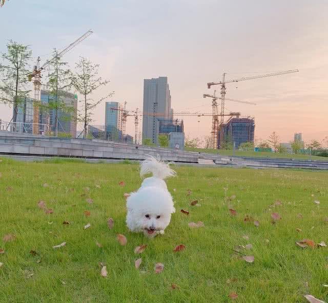 狗狗为什么会咳嗽呢?导致咳嗽的原因是什么，有什么应对措施吗?