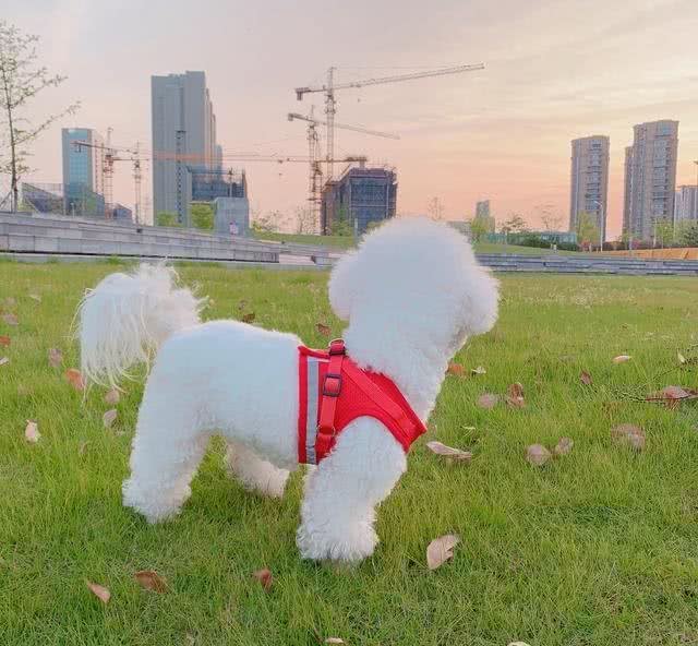 狗狗为什么会咳嗽呢?导致咳嗽的原因是什么，有什么应对措施吗?