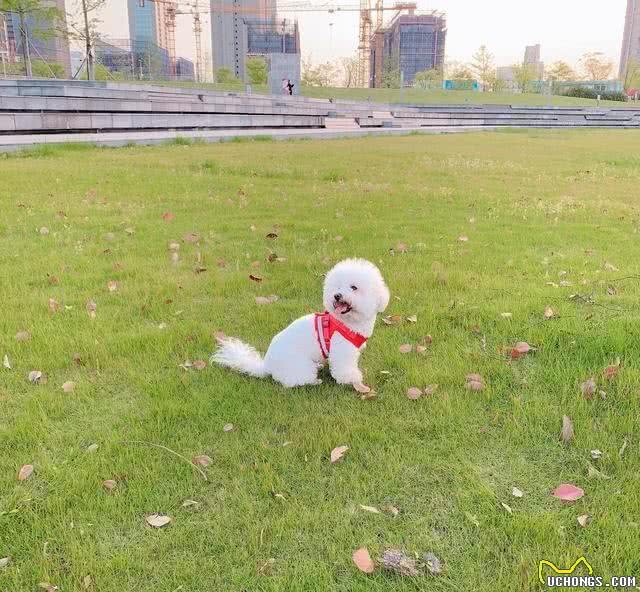 狗狗为什么会咳嗽呢?导致咳嗽的原因是什么，有什么应对措施吗?