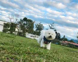 狗狗为什么会咳嗽呢?导致咳嗽的原因是什么，有什么应对措施吗?