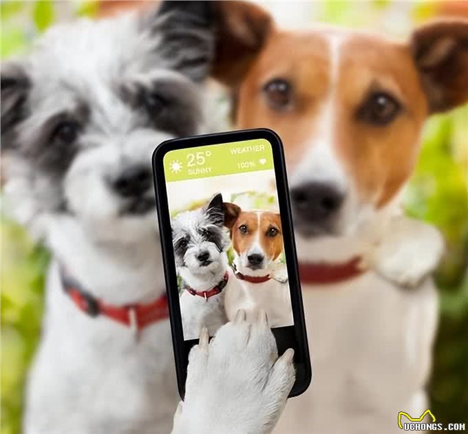 养狗时间长了，你会发现这9个神奇现象，别不信!