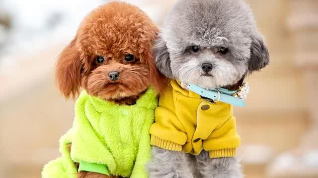 狗狗饲养100问之58：狗狗如何在夏季降温?