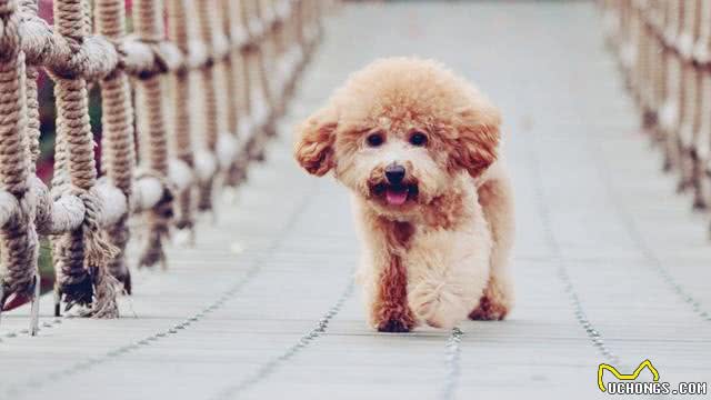 狗狗饲养100问之58：狗狗如何在夏季降温?