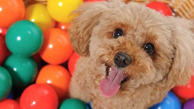 狗狗饲养100问之58：狗狗如何在夏季降温?