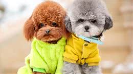 狗狗饲养100问之58：狗狗如何在夏季降温?