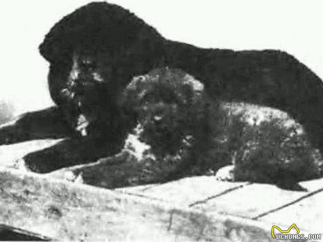 现在的藏獒都没了以前的霸气，看看民国时候的藏獒简直了