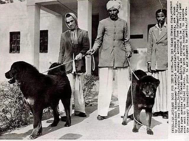 现在的藏獒都没了以前的霸气，看看民国时候的藏獒简直了