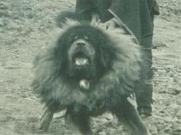 现在的藏獒都没了以前的霸气，看看民国时候的藏獒简直了