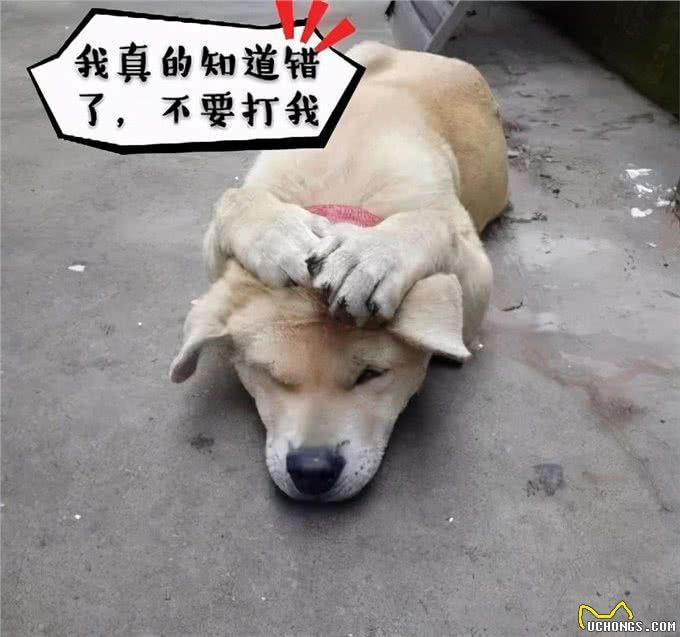 为什么狗狗被主人打不反抗，背后有这些真相