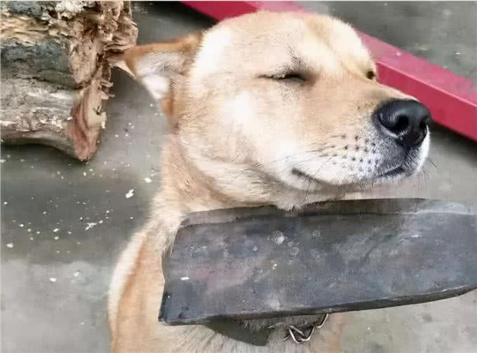 为什么狗狗被主人打不反抗，背后有这些真相