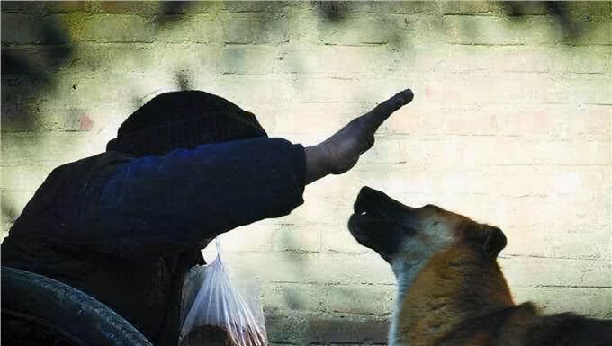 为什么狗狗被主人打不反抗，背后有这些真相