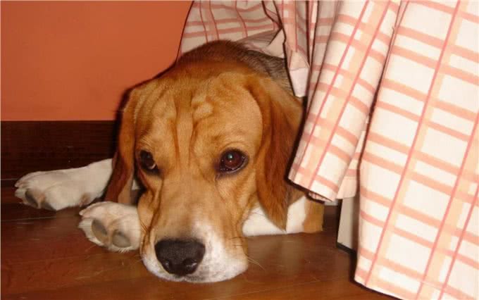 为什么狗狗被主人打不反抗，背后有这些真相