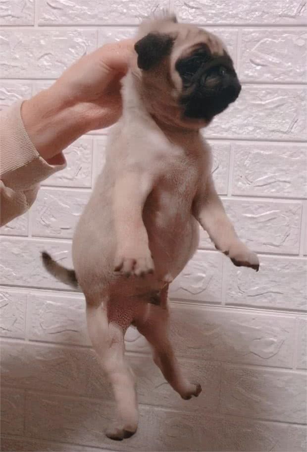 为什么狗狗被主人打不反抗,背后有这些真相