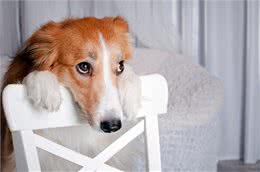 为什么狗狗被主人打不反抗，背后有这些真相