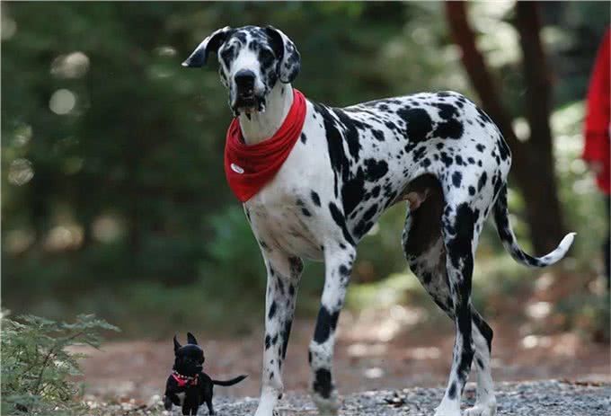 了解幼犬的成长,什么时候睁眼,开始吃固体食物,可以离开母犬?