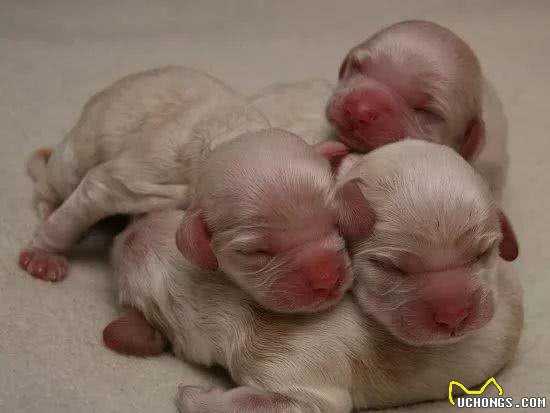 了解幼犬的成长,什么时候睁眼,开始吃固体食物,可以离开母犬?