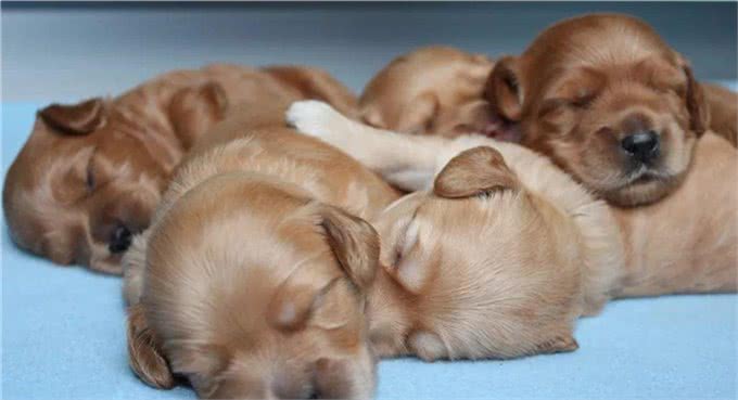 了解幼犬的成长,什么时候睁眼,开始吃固体食物,可以离开母犬?