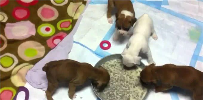 了解幼犬的成长,什么时候睁眼,开始吃固体食物,可以离开母犬?