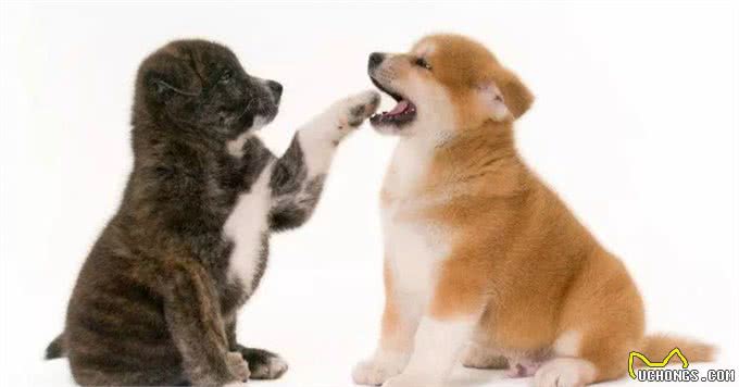 了解幼犬的成长,什么时候睁眼,开始吃固体食物,可以离开母犬?